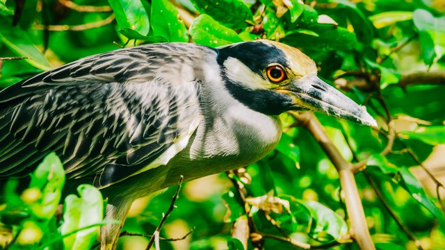 Birds-979.jpg