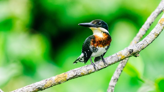 Birds-982.jpg