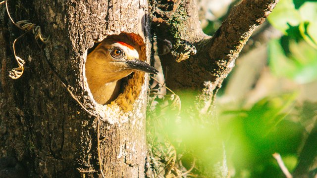 Birds-985.jpg