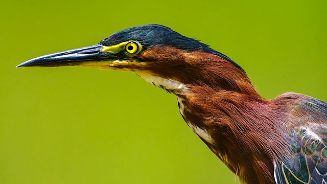 Birds-986.jpg