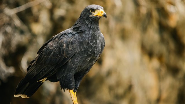 Birds-987.jpg