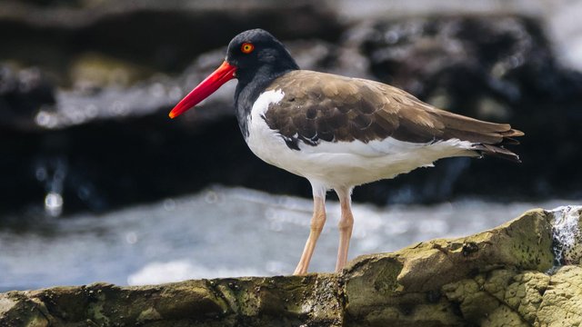 Birds-989.jpg