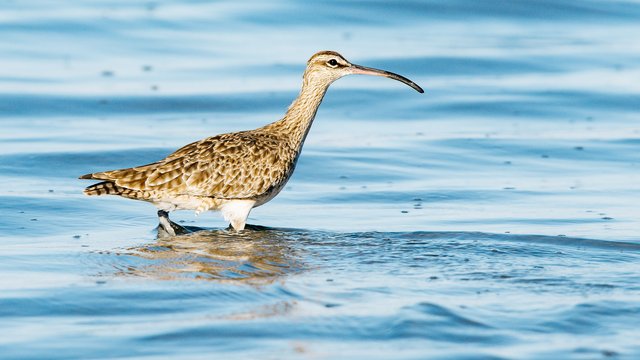 Birds-991.jpg