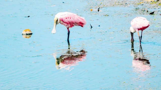 Birds-994.jpg