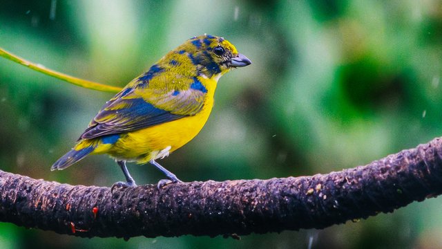 Birds-996.jpg
