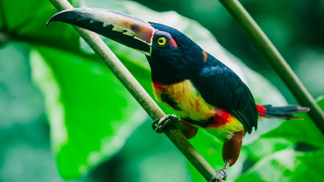 Birds-997.jpg