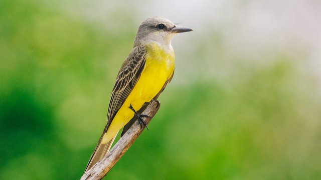 Birds-999.jpg