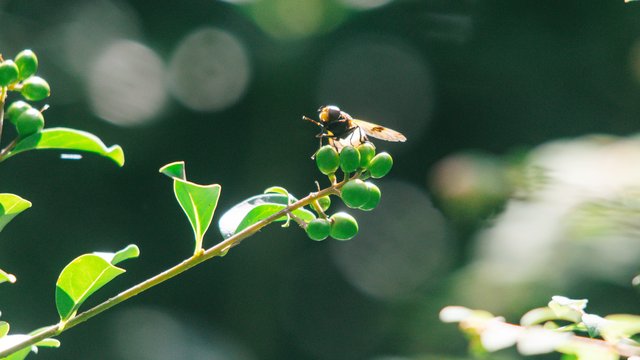 Wildlife-980.jpg