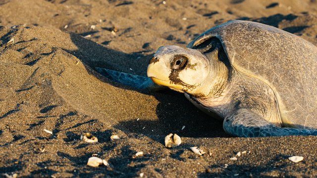 Wildlife-984.jpg