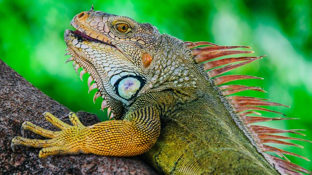 Wildlife-992.jpg