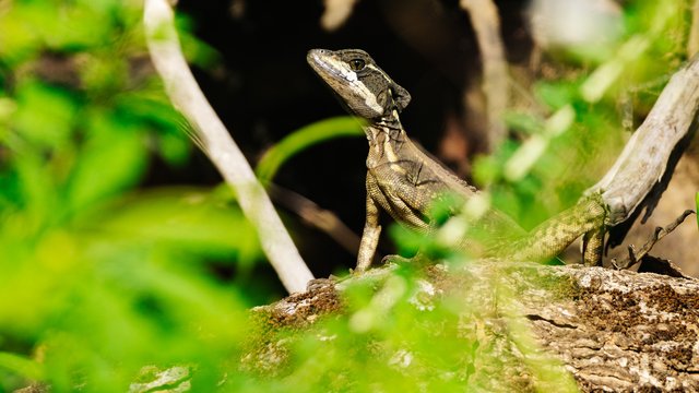 Wildlife-994.jpg